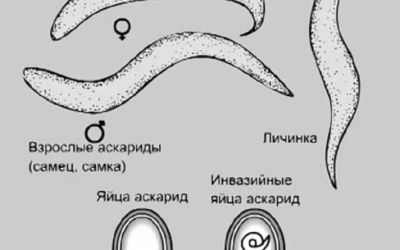 Особенности строения аскариды человеческой
