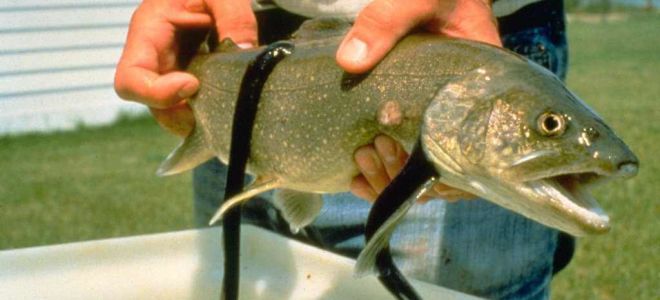 Что нужно знать о паразитах всем любителям рыбы