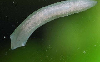 Что известно о белой планарии – это паразит или нет