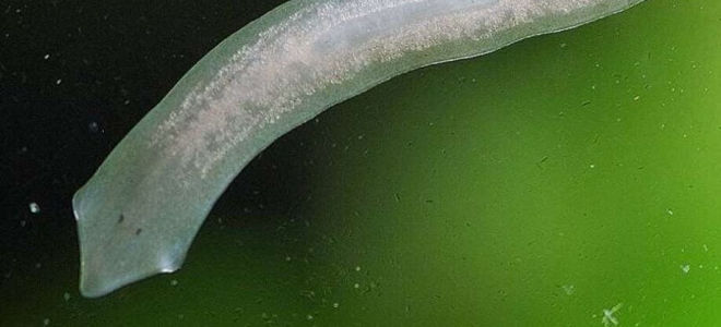 Что известно о белой планарии – это паразит или нет