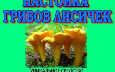 Как приготовить настойку из лисичек от паразитов