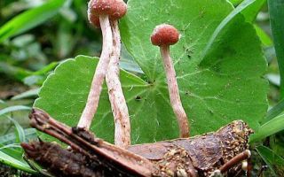 Какие бывают паразитирующие грибы