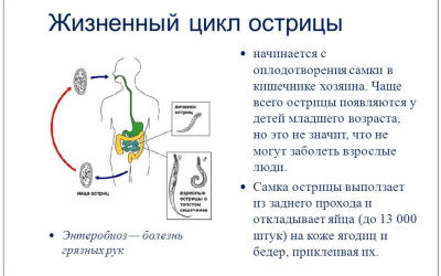Что такое энтеробиоз и как его лечить