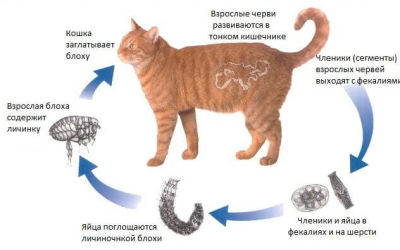 Глисты у кошки: может ли человек заразиться