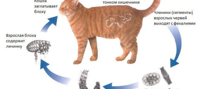 Глисты у кошки: может ли человек заразиться