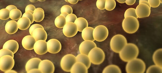 Какие бактерии являются паразитами для человека