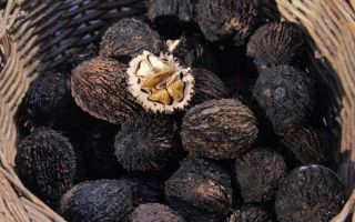Черные орехи в борьбе с гельминтозами