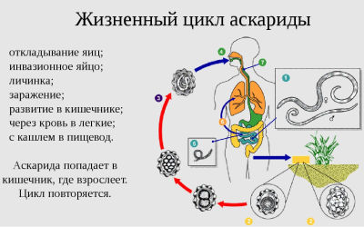 Аскарида — особенности развития жизненного цикла