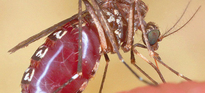 Малярия: особенности возбудителя заболевания