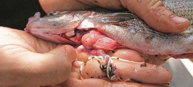 Описторхоз в рыбе: как убить паразита и избежать заражения