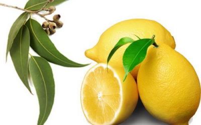 Эвкалиптовая чистка от паразитов: что известно