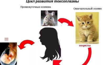 Симптомы токсоплазмоза у человека