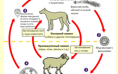 Эхинококк: строение и жизненный цикл