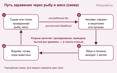 Что такое дифиллоботриоз?