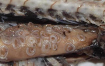Есть ли в рыбе глисты и чем они могут быть опасны?