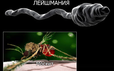 Что такое лейшманиоз