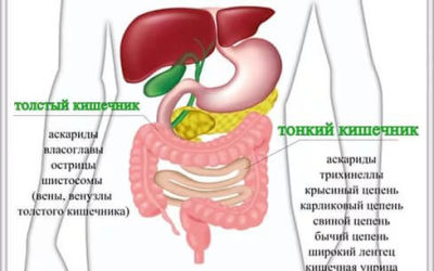 Какие паразиты могут жить в кишечнике человека