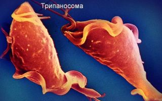 Классификация кровяных паразитов