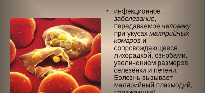 Что надо знать о малярии: виды и симптомы болезни