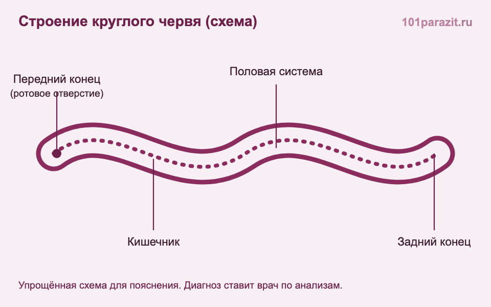Схема строения круглого червя (нематоды)